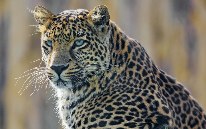 Leopard