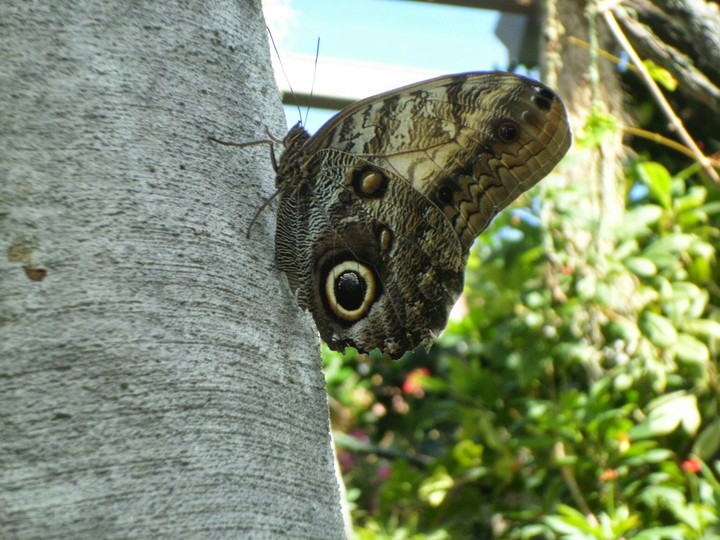 Owl Butterfly