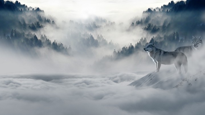 I love Wolves