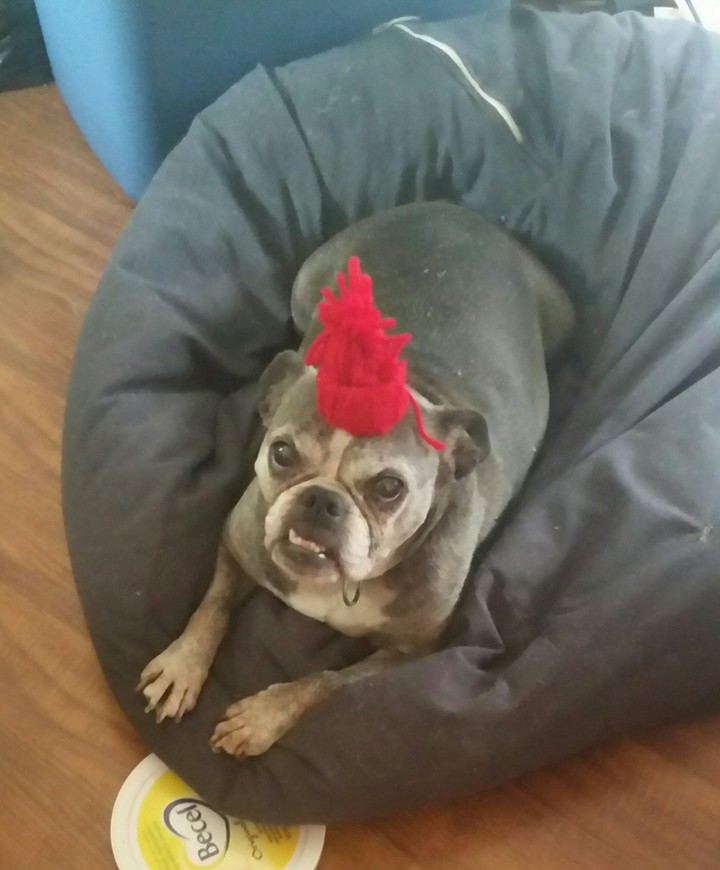 mini bulldog