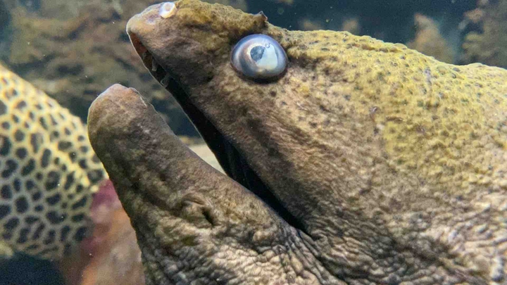 Thailand sea life