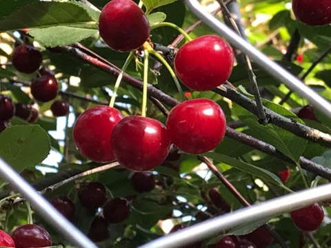 berry, produce duvar kağıtları