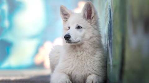 kintamani, canidae Hintergrundbilder