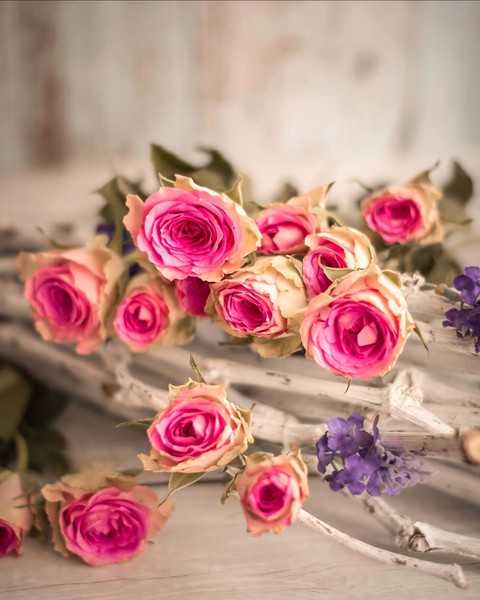 Roses