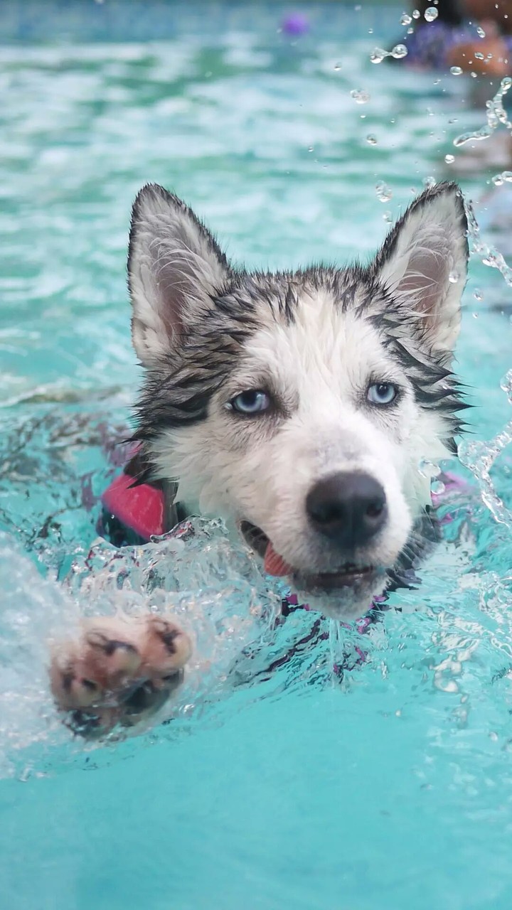 swimming 