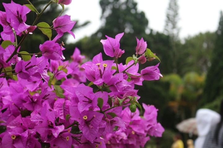 beautiful ?