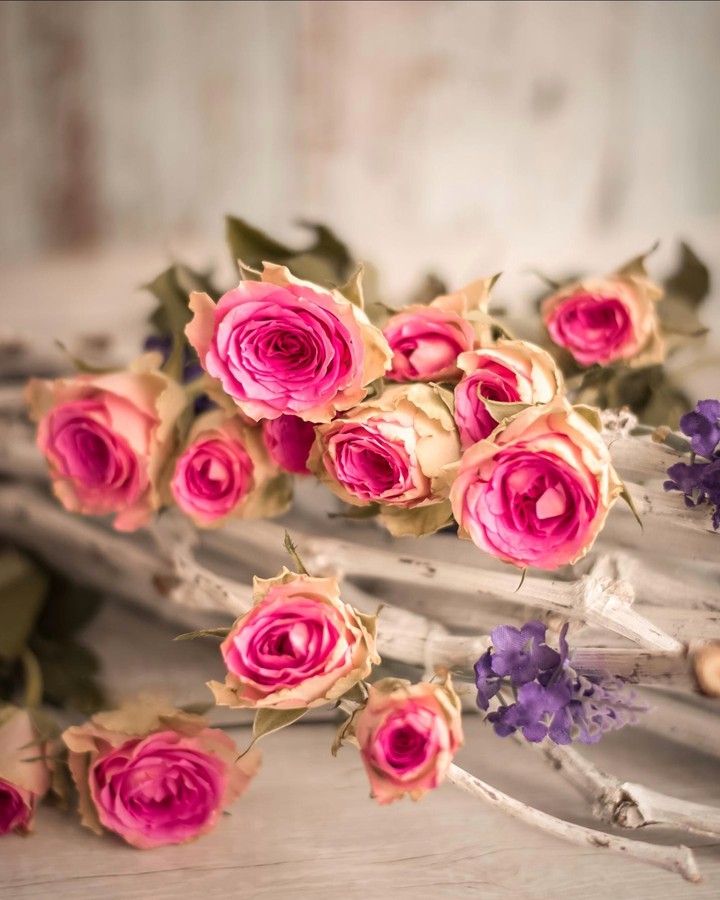 Roses