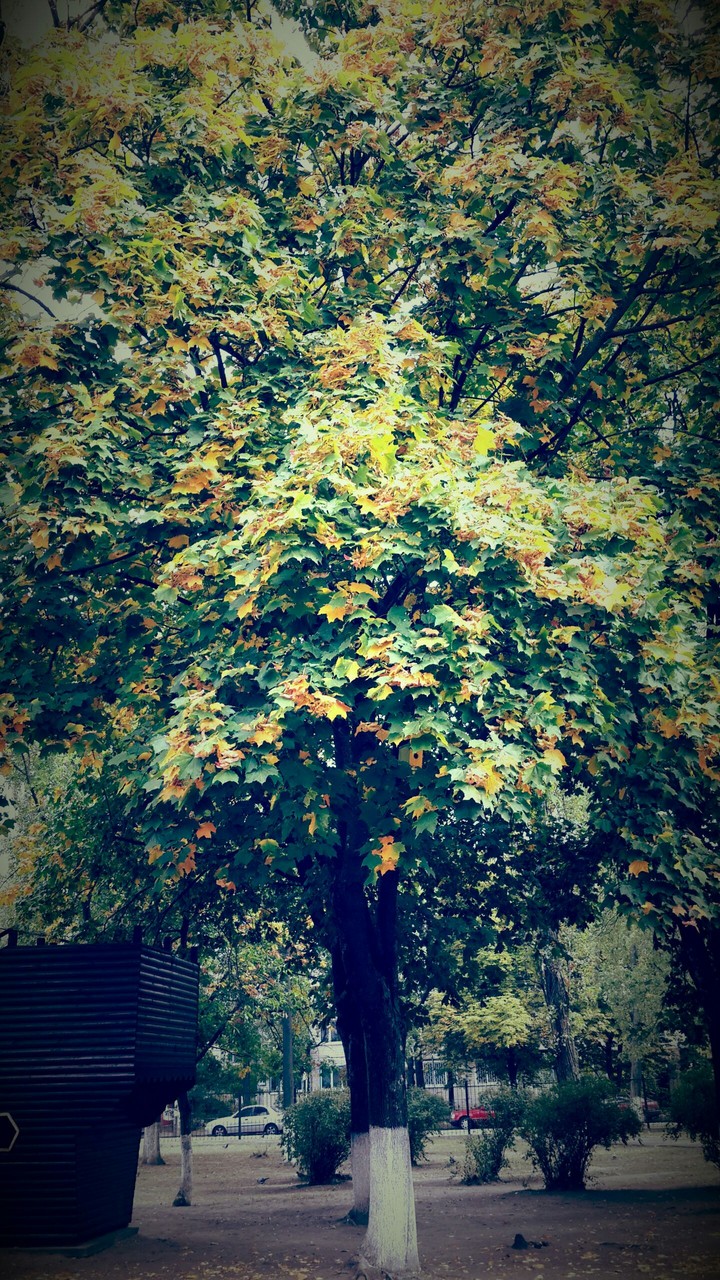autumn