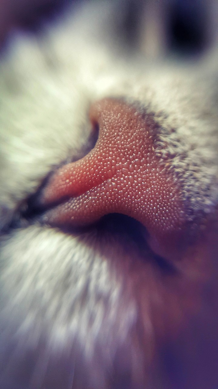 Cat nose macro