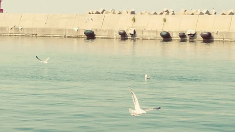 bird