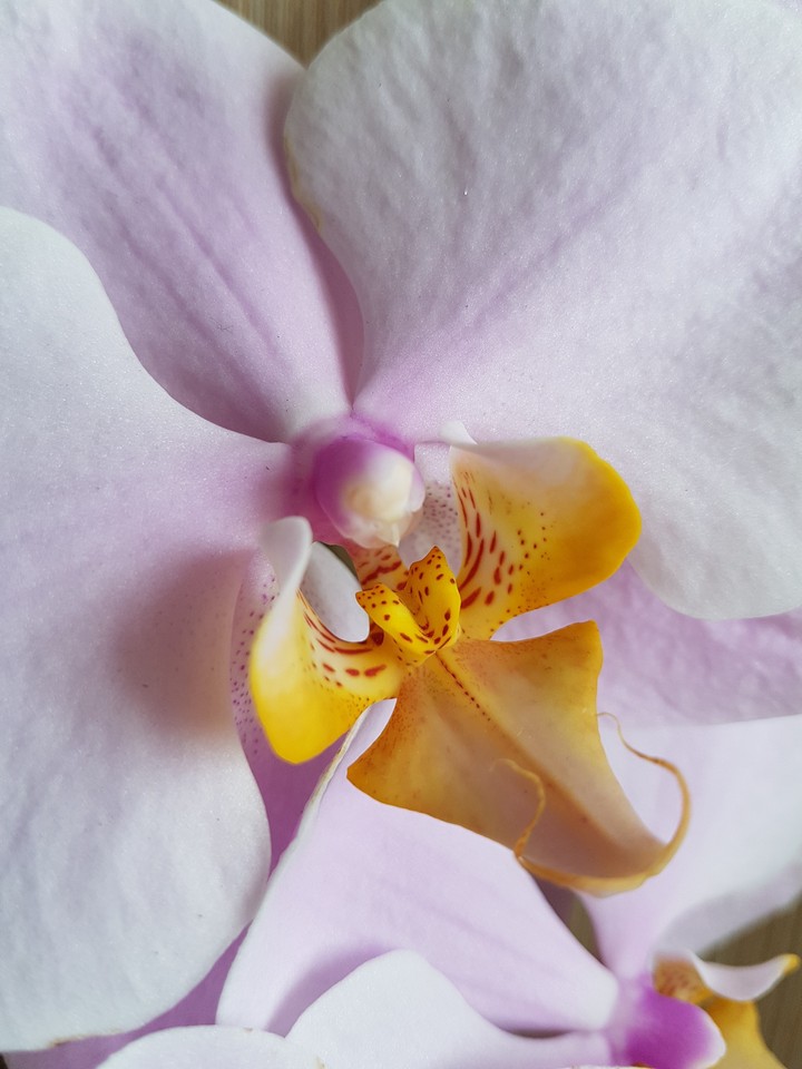 orchid