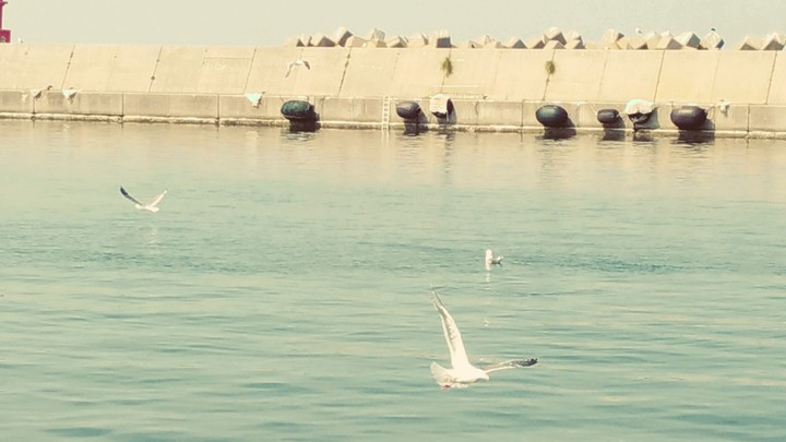 bird