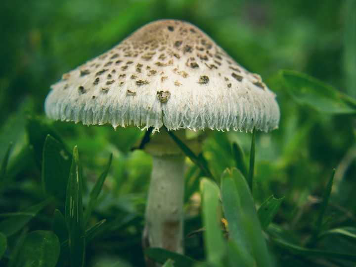 Umbrella