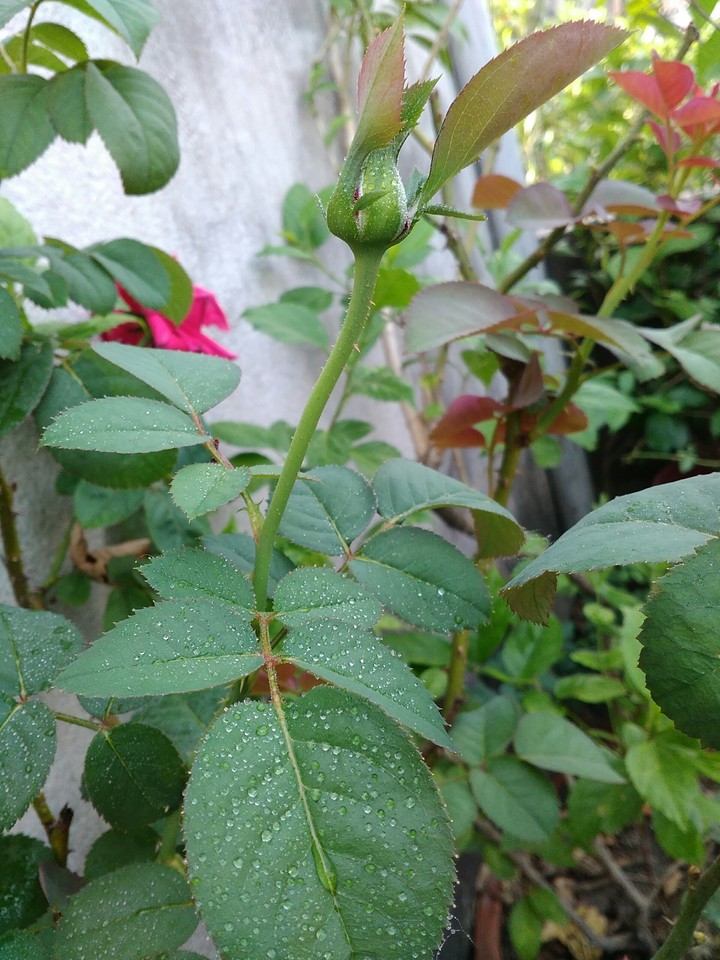 Rose