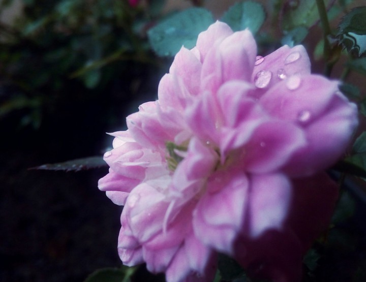 Wet Rose