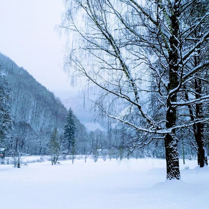 forest