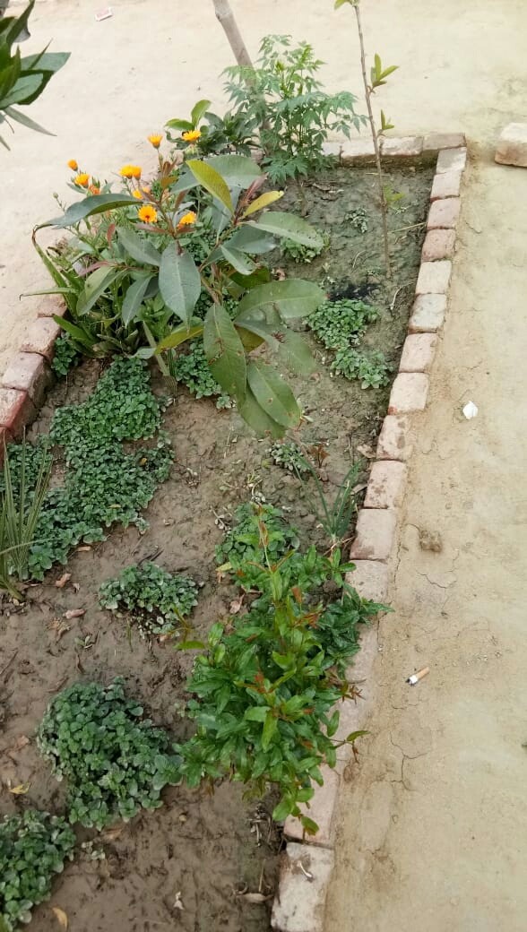 sajid