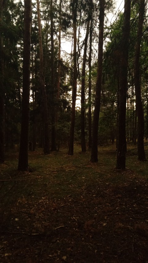 landscape, wood wallpapers