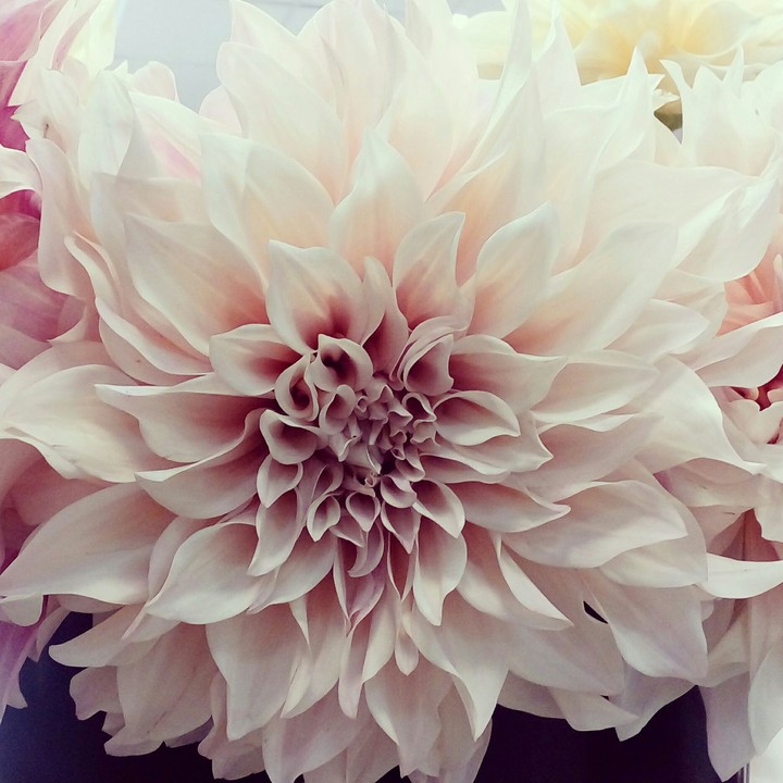 flover