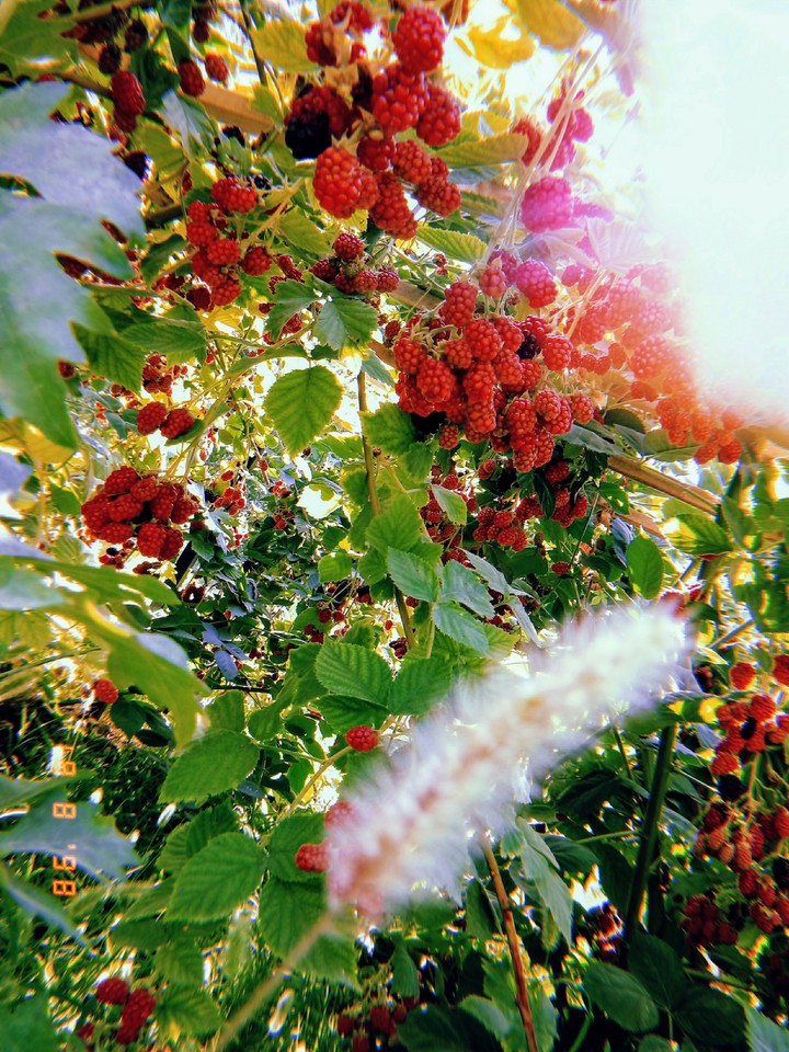 doğa