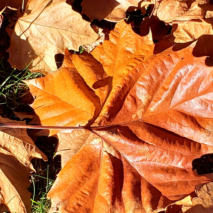 Orange leaf