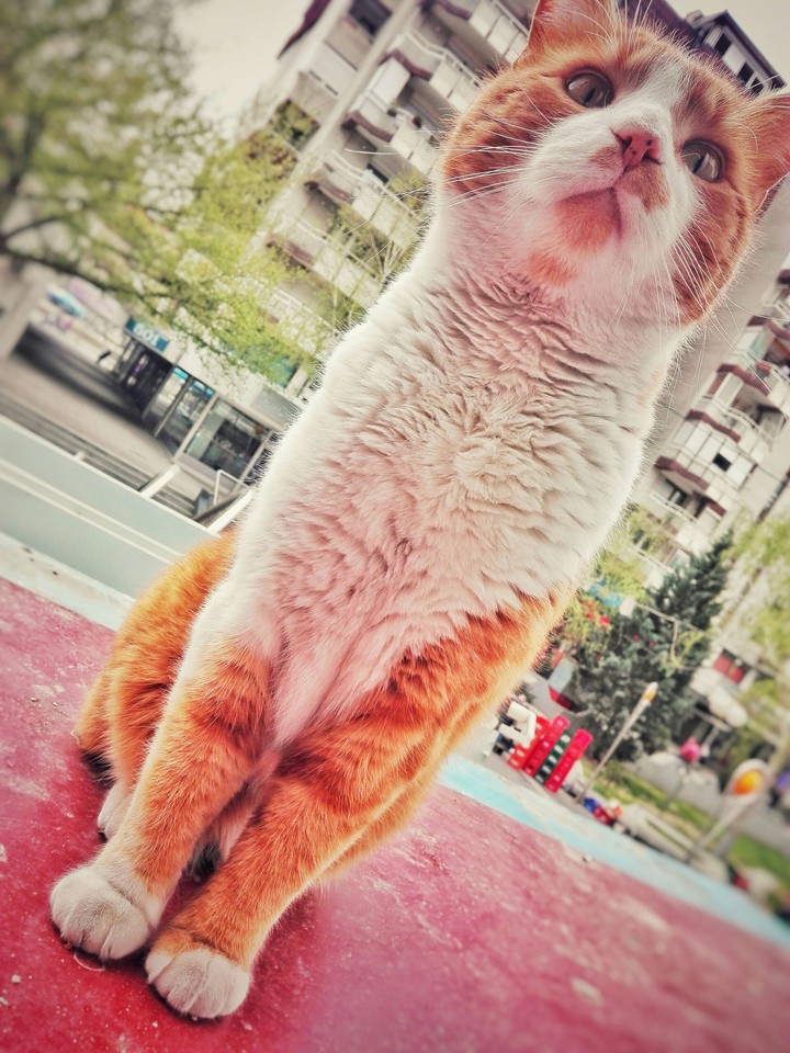 Cat