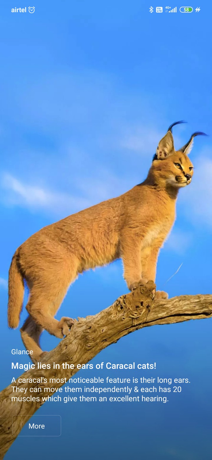 tiger