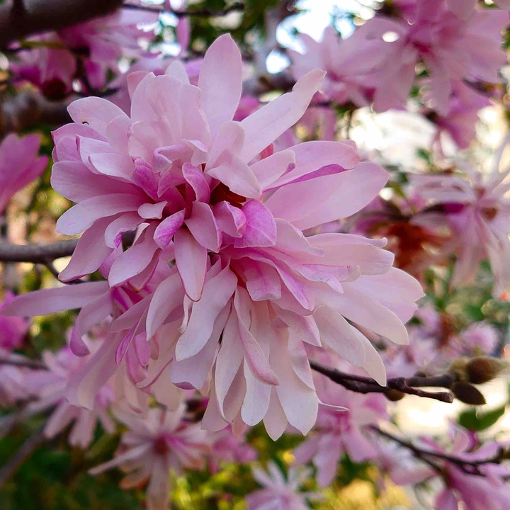 Magnolia kobus