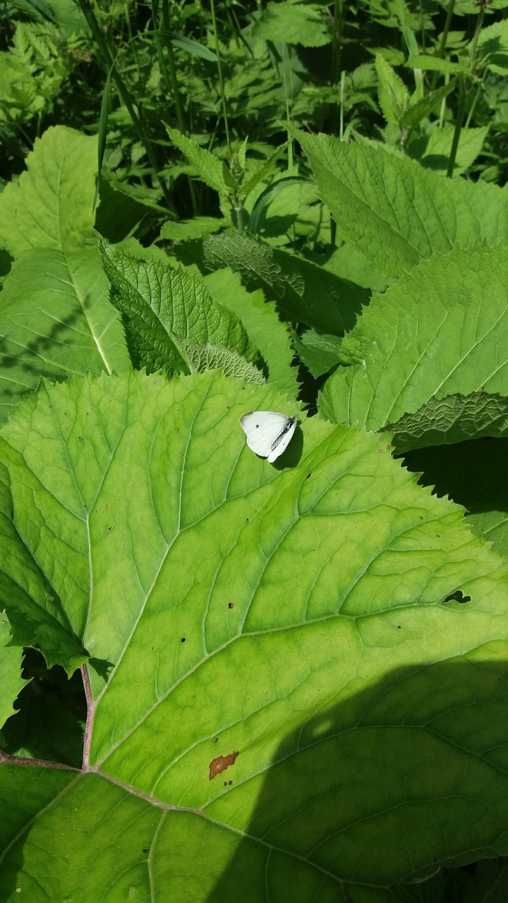 White butterfly