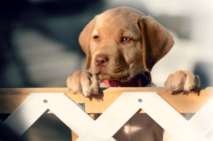 Dog