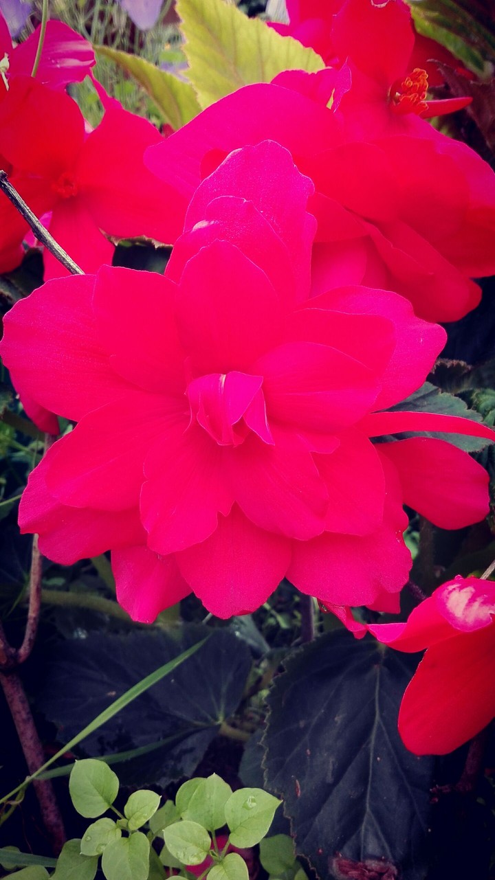 flower