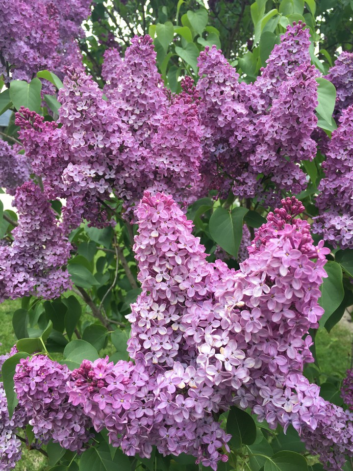 Lilac 