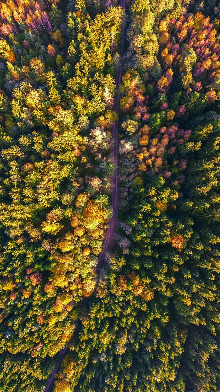 forest