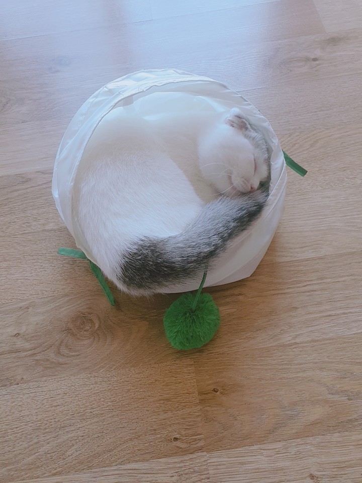 코~~잠^^