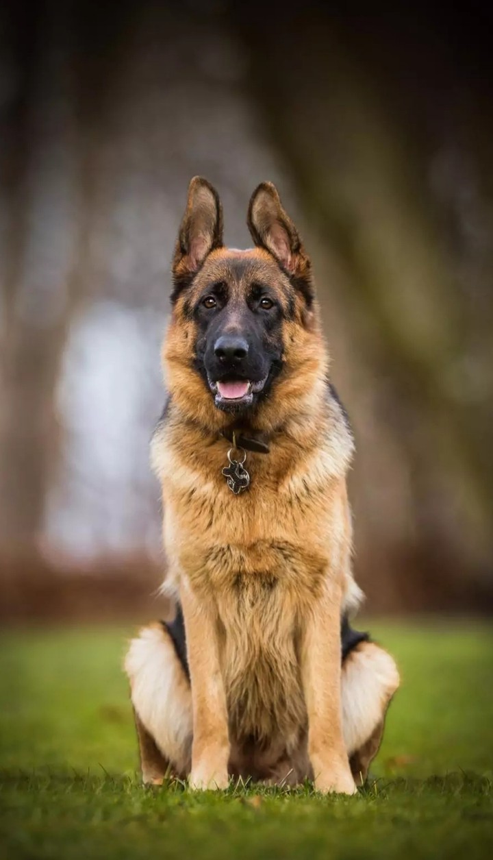 german shepherd