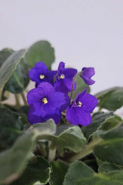 sfondi flower, groundcover