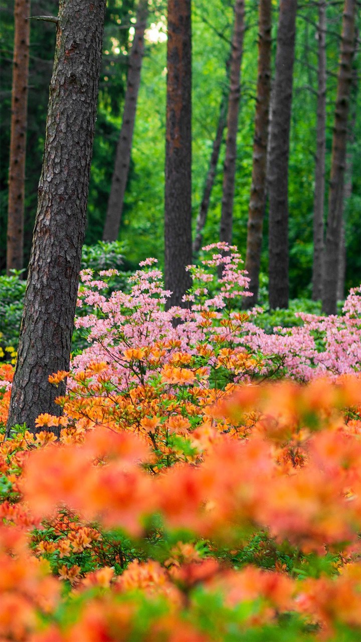 Forest Flowers
