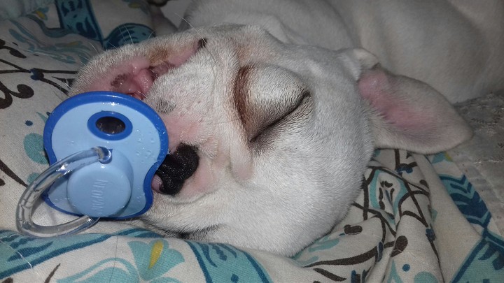 #DOG 