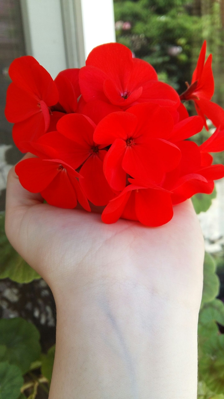 Red flowers