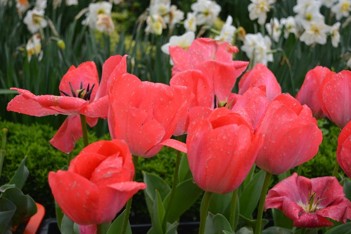 Tulips