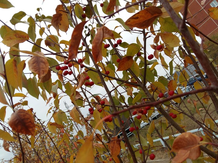 Autumn leaves