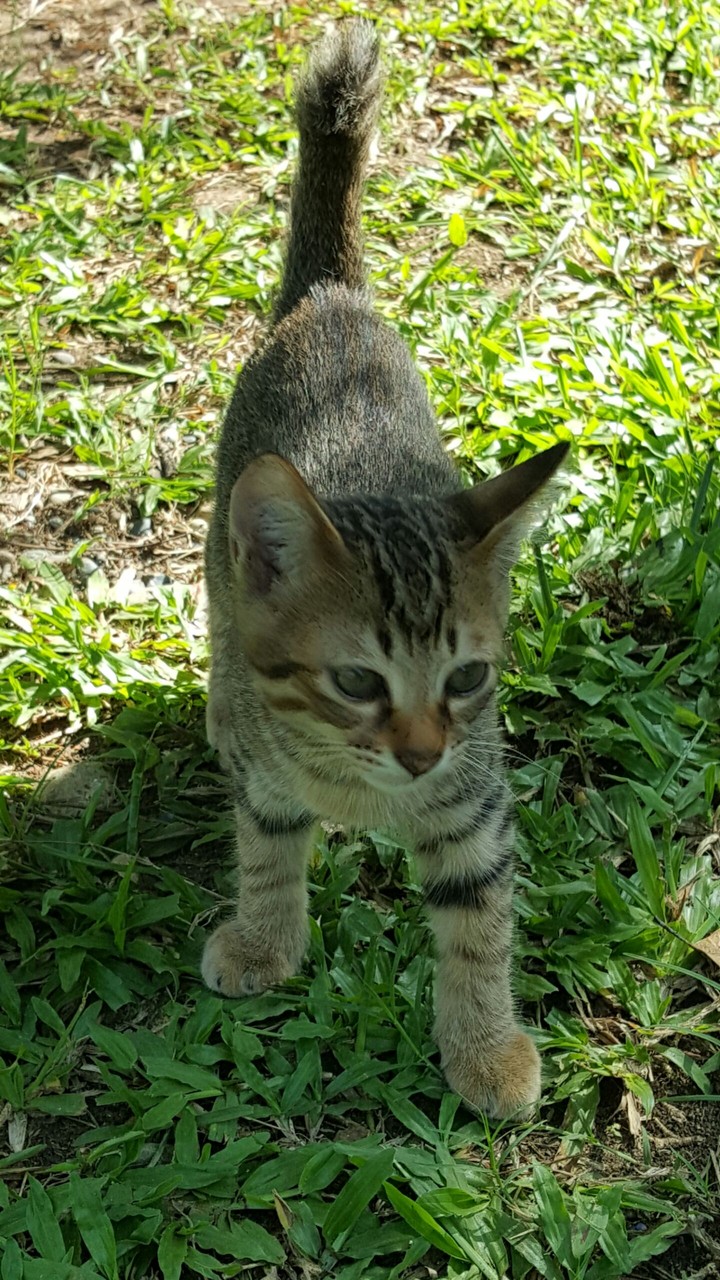 Little Moosy