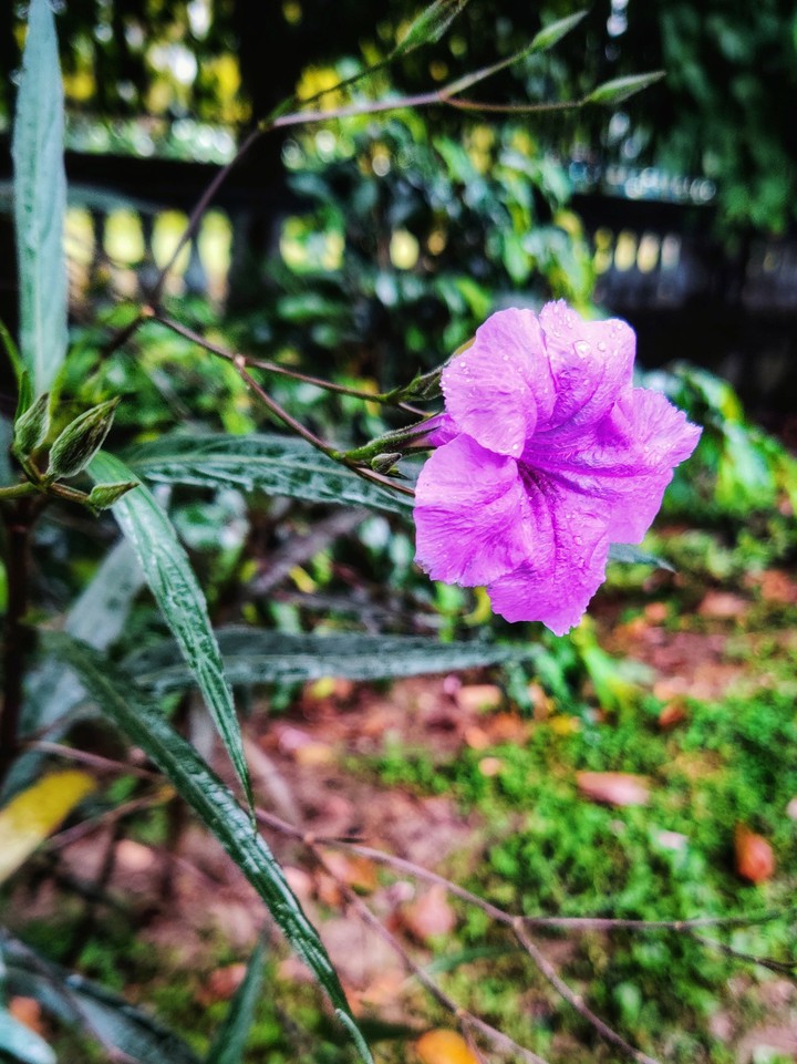 purple flower
