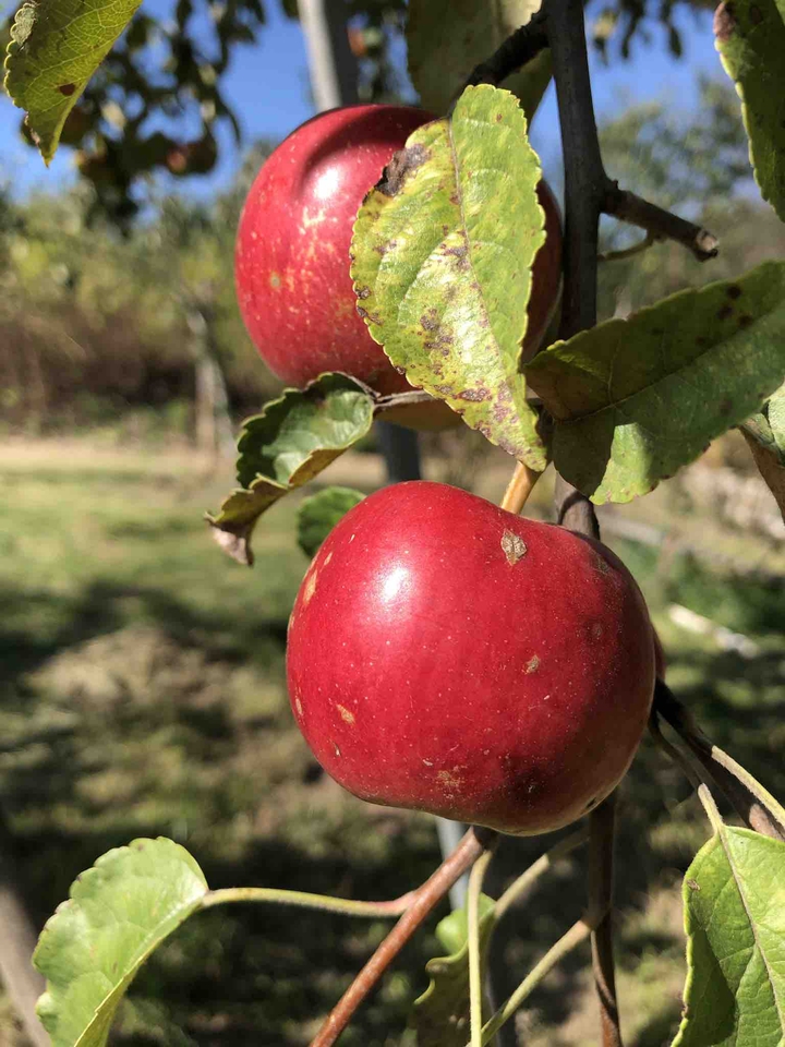 Apples