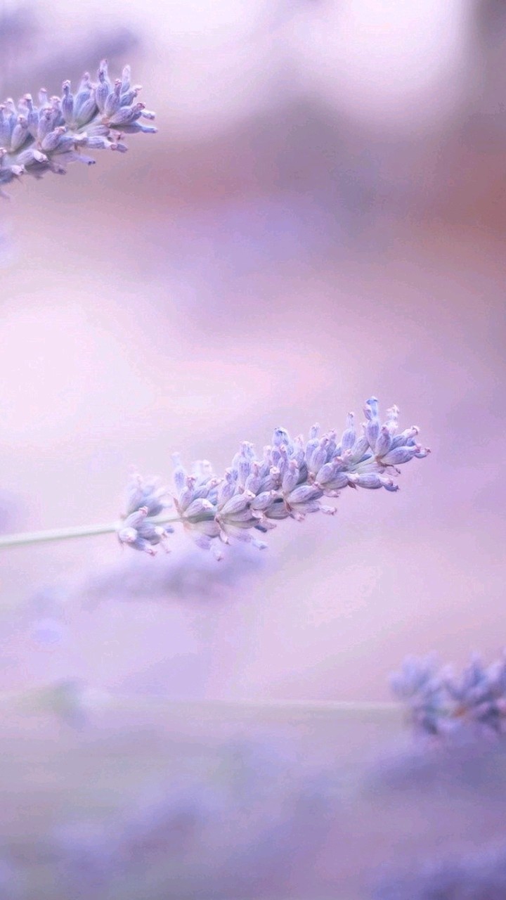 flower!!