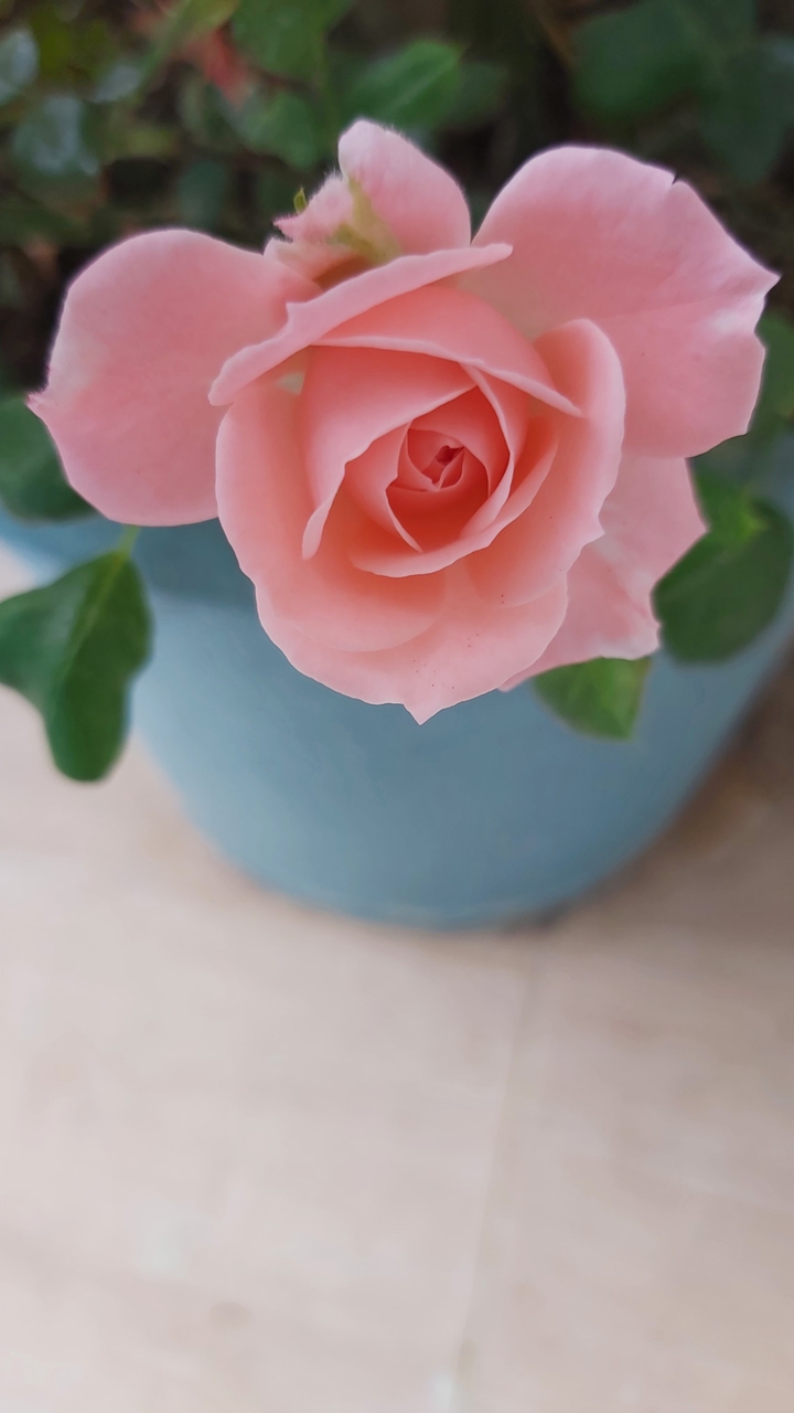pink rose