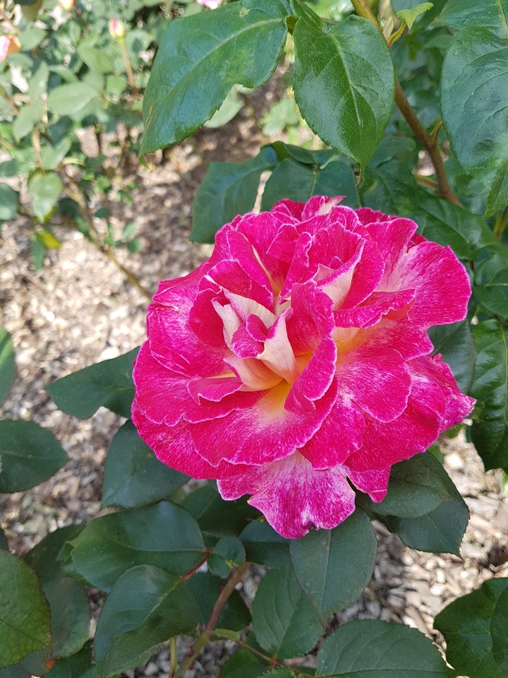 Pink rose - rose rose