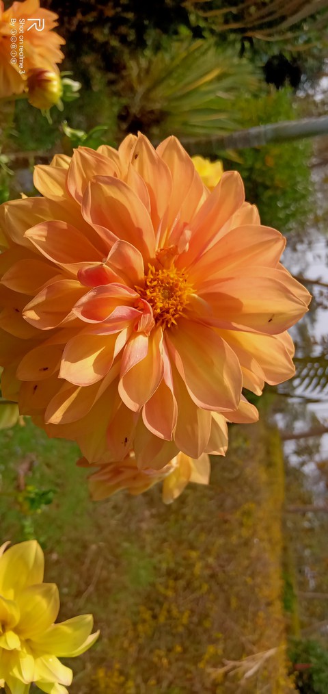 Dalia