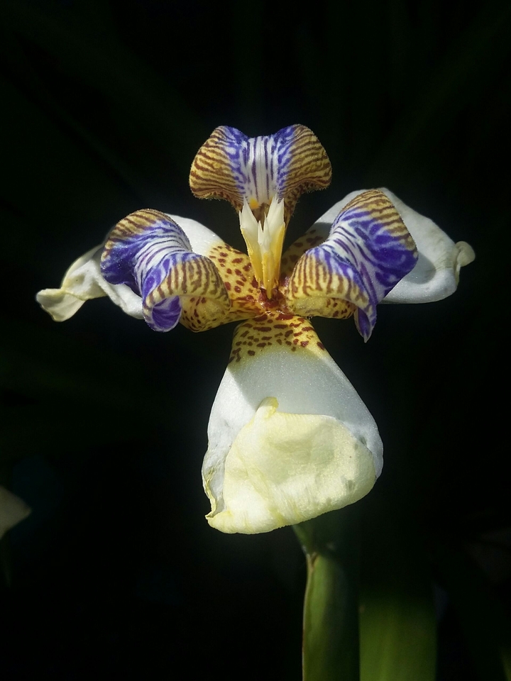 orquidea