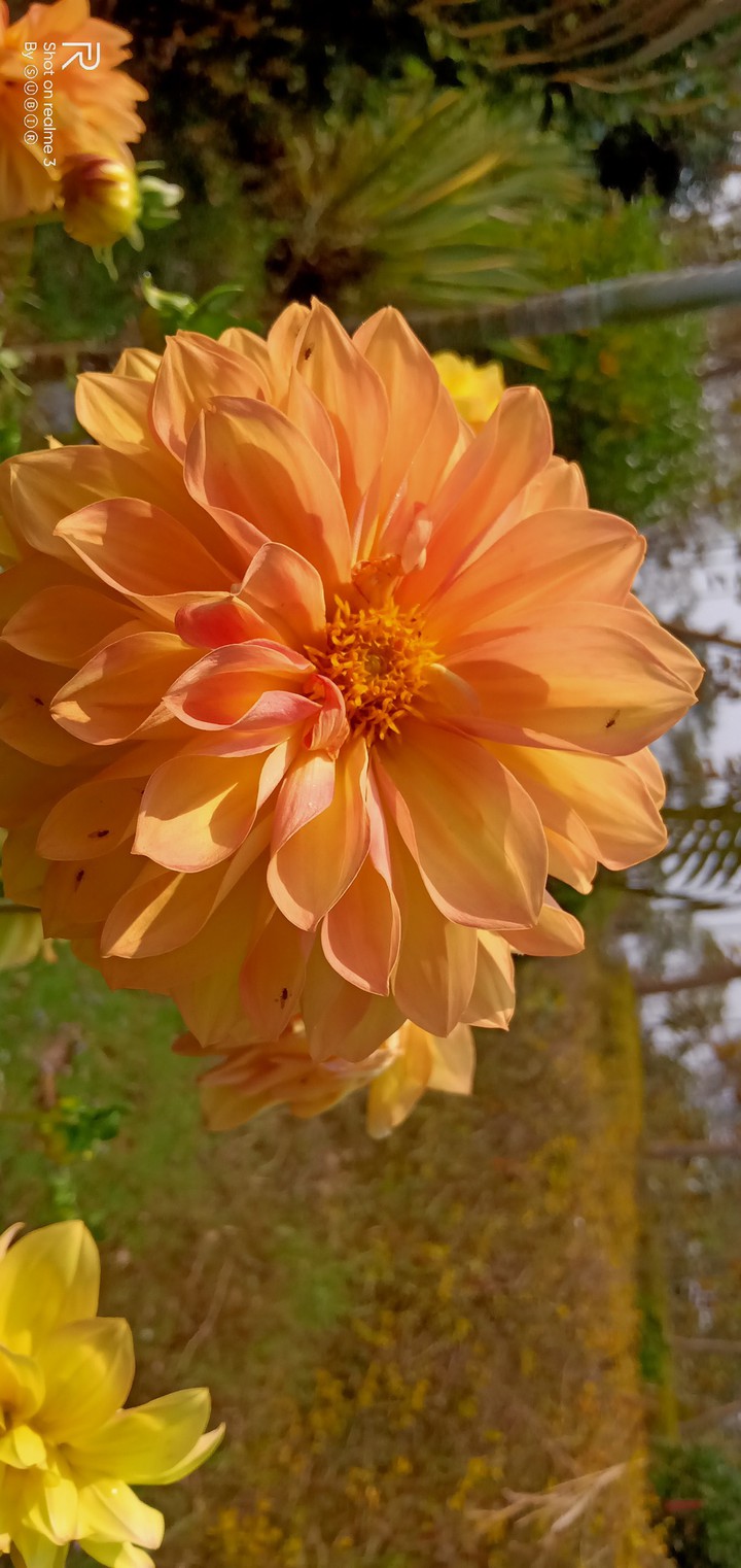 Dalia